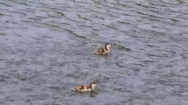 Ruddy shelduck Piliçler suda yüzer