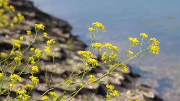 도시 연못의 물가에 있는 노란 꽃 — 비디오