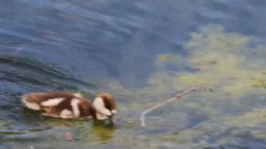 Ruddy shelduck Piliçler yiyecek arıyor