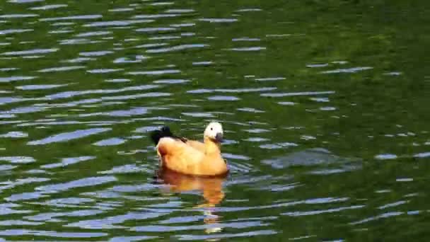 Ruddy Shelduck a bird, urban animals at the pond — Stock Video