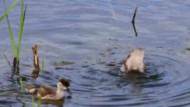 Ruddy shelduck Pisklęta nurkowania i poszukiwania żywności — Wideo stockowe