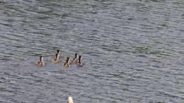 Ruddy shelduck Piliçleri yetişkin bir kuşla yüzer