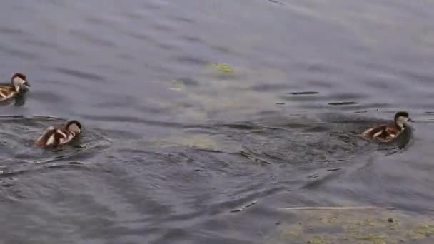 Ruddy Shelduck Kuřata plují na vodě — Stock video