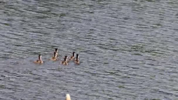 Ruddy shelduck Filhotes nadam com um pássaro adulto — Vídeo de Stock