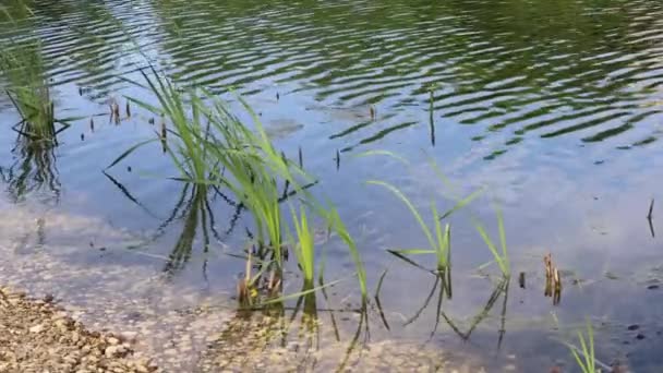 池塘岸边的植物 — 图库视频影像