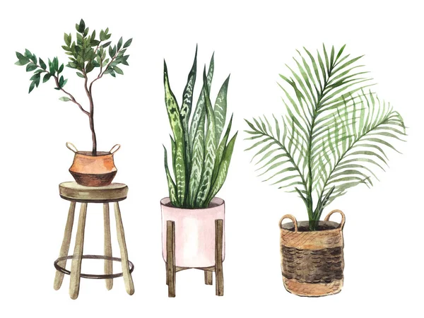 Watercolor Set Indoor Plants Pots White Background — Stock Photo, Image
