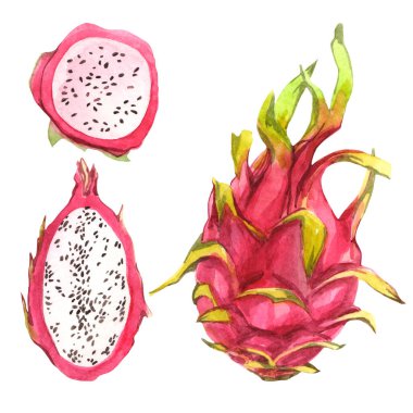 Beyaz arkaplanda pitahaya ile suluboya seti