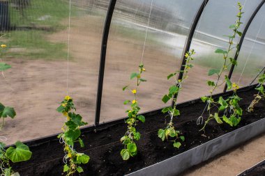 Yazın bitkilerle sera fotoğrafları.