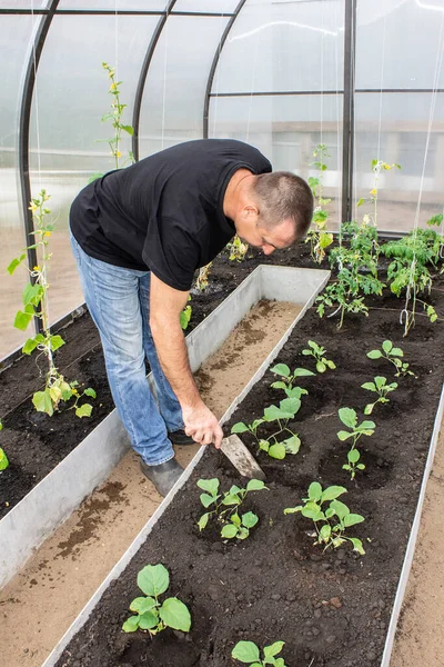 Serada çalışan, sebzelerle ilgilenen bir adam.