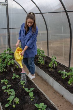 Serada çalışan genç bir kız, salatalık ve domateslerle ilgileniyor.