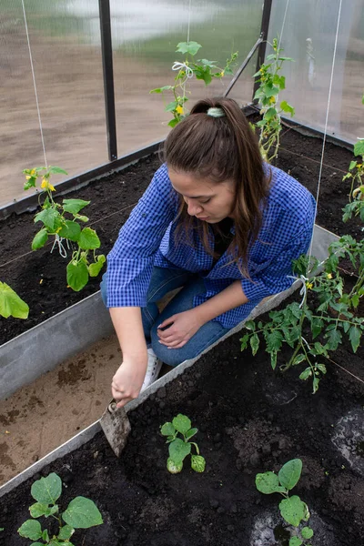 stock image young girl working in the greenhouse, caring for cucumbers and tomatoes