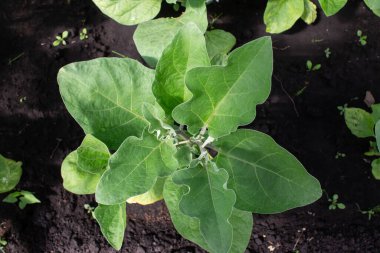 Yazın bahçede patlıcan çalısı fotoğrafı.