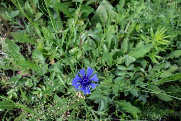 Knapweed Virág Fűben Nyáron — Stock Fotó