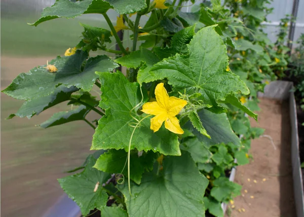 Yazın bahçede salatalıklar var.