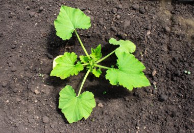 Genç Bush 'un fotoğrafını mutfak bahçesindeki bir yatakta buldum.