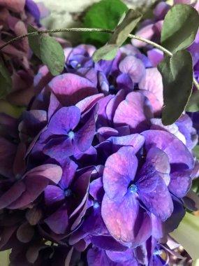 mor çiçekler, yakın plan fotoğraf.