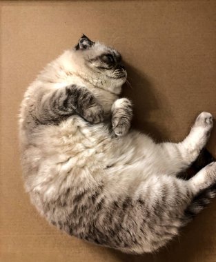 Beyaz kedi İskoç üretiyor.