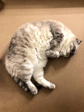 Beyaz kedi İskoç üretiyor.