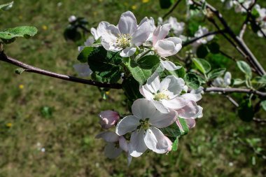 İlkbaharda bahçede elma ağacı çiçek açar.