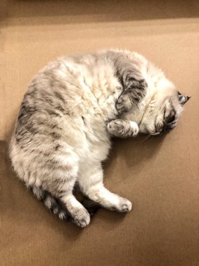 Beyaz kedi İskoç üretiyor.