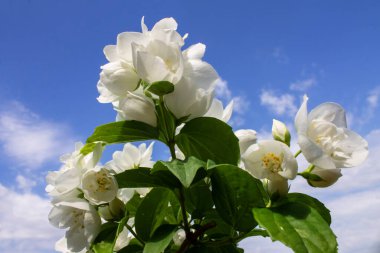 Çalılıklarda beyaz çiçekler, yasemin çiçekleri, bahçe, arka plan