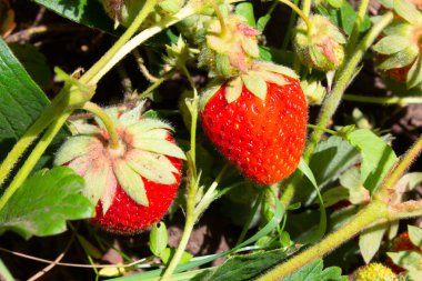 Bahçedeki bir çalılıkta çilek, bahçe ve hasat, arka plan.
