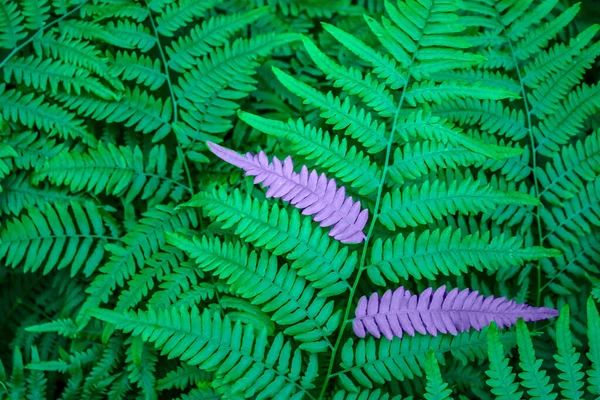 Photo Fern Art Processing — Stock Photo, Image