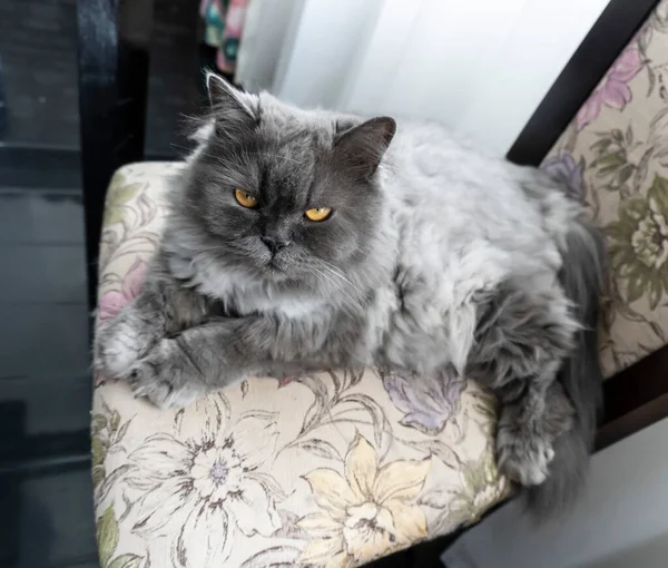 Foto Cerca Lindo Gato Pelo Gris Con Los Ojos Rojos — Foto de Stock