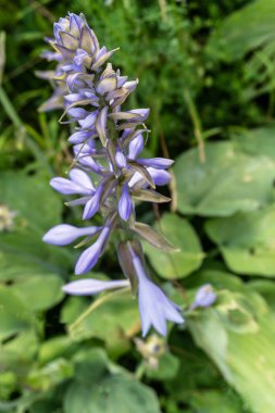 Güzel yabani çiçek yazın bahçede kapanıyor.