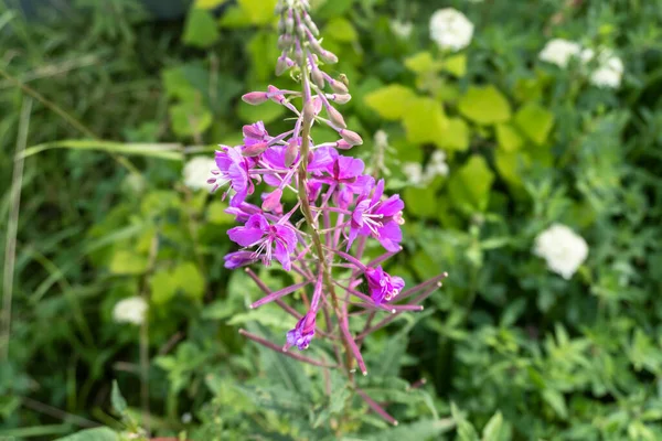 Schöne Wildblume Aus Nächster Nähe Sommer Garten — Stockfoto