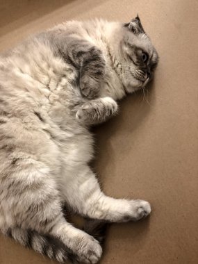 Beyaz kedi İskoç üretiyor.