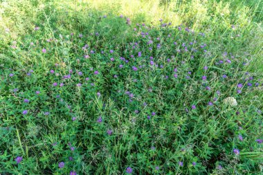 Yaz tarlasında kır çiçeklerini fotoğraflıyor.