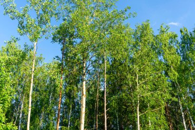 Yazın fotoğraf ormanı, güzel yaz arkaplanı