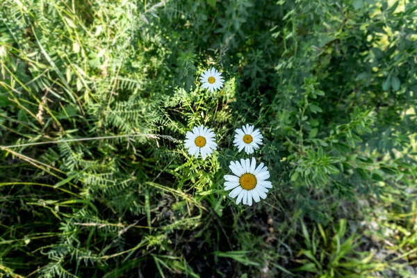 Фотографії Польових Квітів Літньому Полі — стокове фото