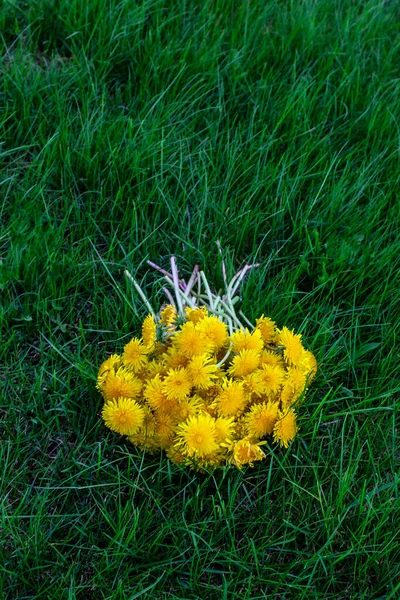Bukiet Żółtych Kwiatów Mniszki Lekarskie Trawie — Zdjęcie stockowe