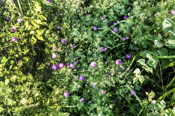 photo wildflowers background with meadow flowers