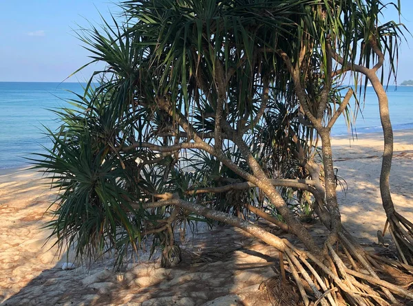 Beach Palm Trees Island Phuket Thailand — Stock Photo, Image