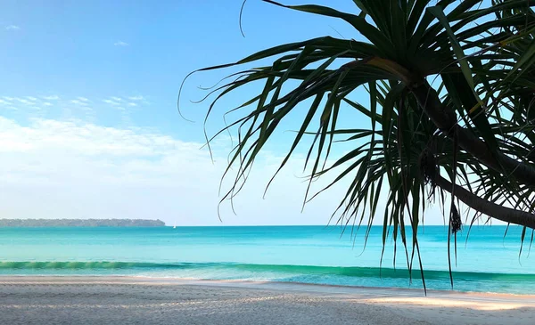 Strand Und Palmen Auf Der Insel Phuket Thailand — Stockfoto