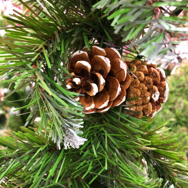 Photo Christmas Tree Branch Bump — Stock Photo, Image