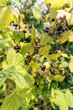 fotoğraf üzümü çalısı yazın yakın plan.