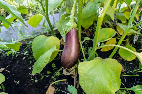 Bush Eggplant Summer Harvest — Stock Photo, Image
