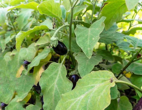 Arbusto Con Berenjena Cosecha Verano — Foto de Stock