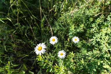 Vahşi çiçeklerin fotoğrafları, yaz, doğa, güzel bir geçmiş.