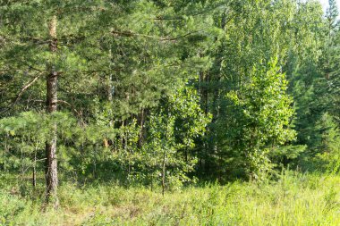 Orman fotoğrafı, yaz, doğa, güzel arka plan.