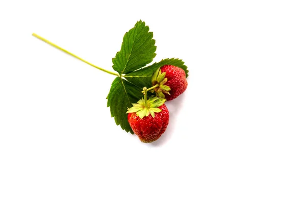 Isolato Sfondo Bianco Fragola Foto Vicino — Foto Stock