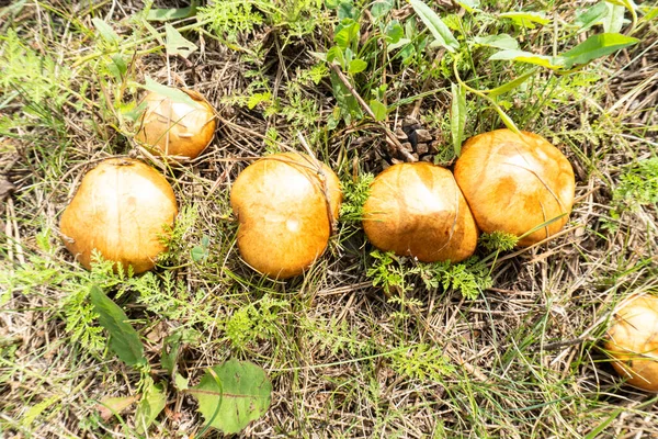 Foto Boleto Cogumelos Crescendo Verão Prado — Fotografia de Stock