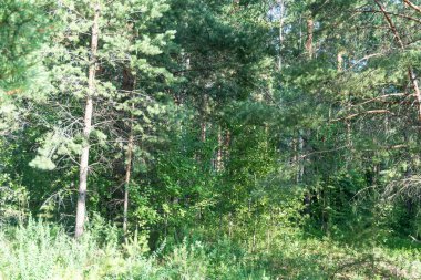 Orman fotoğrafı, yaz, doğa, güzel arka plan.