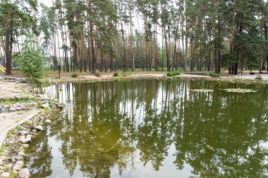Ormandaki fotoğraf gölü, güzel, arka plan