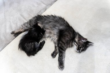 Bir kedinin güzel gri renkli bir kedi yavrusuyla fotoğrafı.