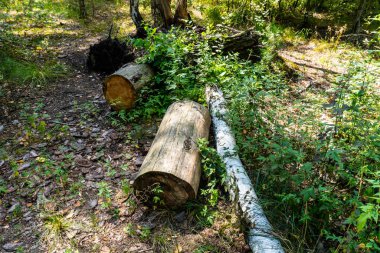 Yaz ormanı, huş ağacı, güzel yaz geçmişi.